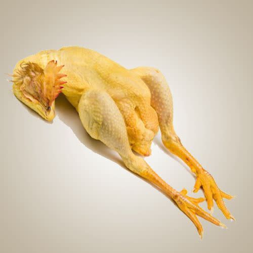 Pollo, Pavo y Otras Aves