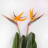 სამოთხის ჩიტი 2 ც