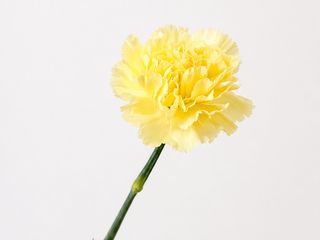 Yellow Carnation