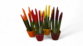 Sanseveria cylindrica