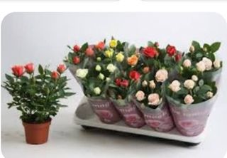 Роза мини саксия