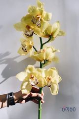 ჰოლანდიური ორქიდეა (ყვითელი)