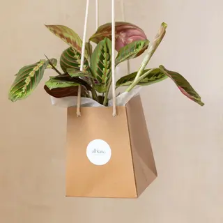 Maranta tricolor en planta