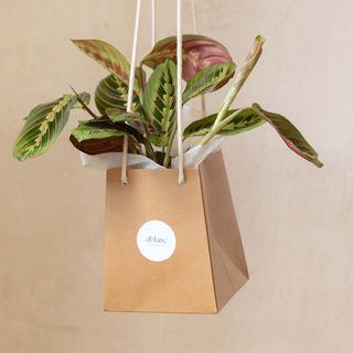 Maranta tricolor en planta