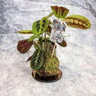 KOKEDAMA MARANTA 