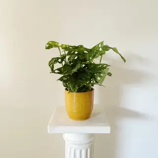 Monstera Monkey