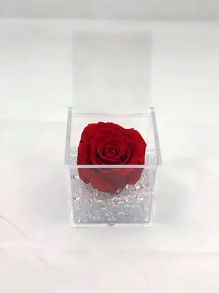 Rosa singola stabilizzata rossa