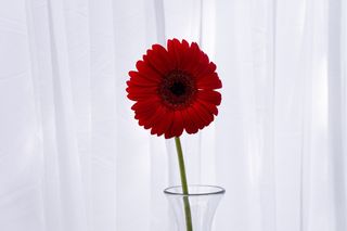 Gerbera rosu
