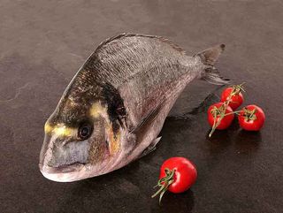 Dorada Salvaje ria gallega 
