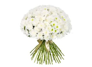 35 Хризантеми, Бели | 1 pieces