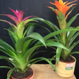 Guzmania+tiesto de plástico 100% reciclado