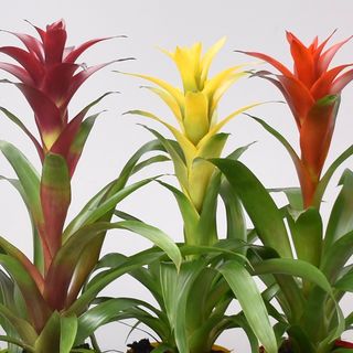 Guzmania