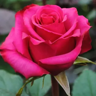 Trandafir fucsia