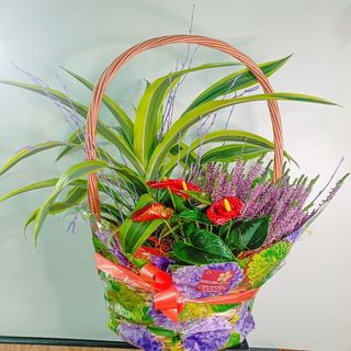 Cesta Alegría de la Casa