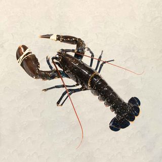 Bogavante Canadá 1 Ud. (500 Gr.)