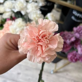 Goździka jednoglowa różowa 