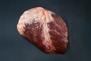 Cuore bovino adulto