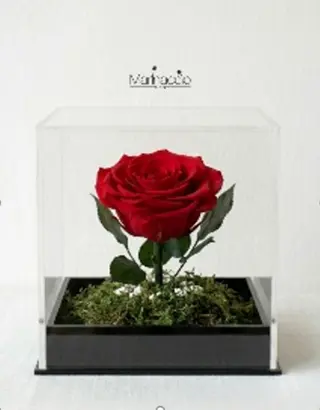 Rosa stabilizzata