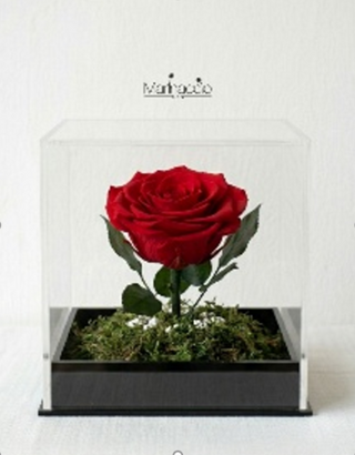 Rosa stabilizzata