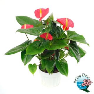 Pianta di anthurium rossa