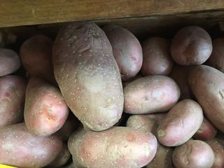 Розов картоф