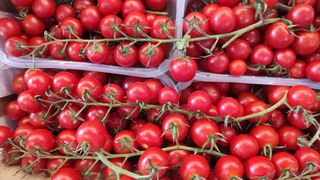 Pomodorini ciliegino 1 kg