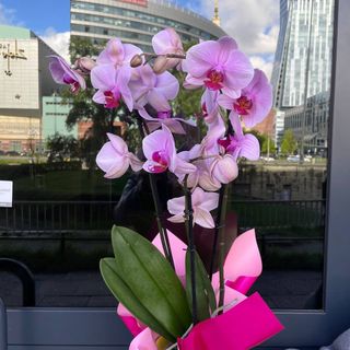 01-1 Storczyk Phalenopsis