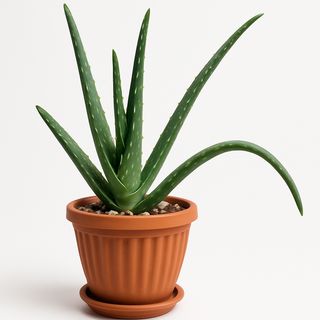Aloe Vera En Pot