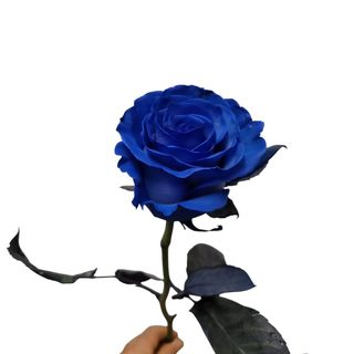 Rosa azul