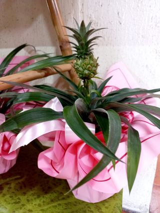 Planta Ananás