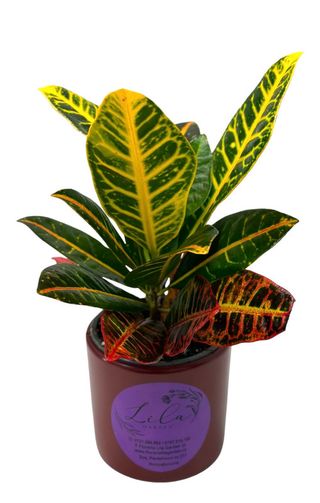 Croton