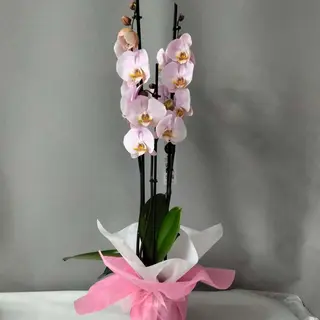 Orquídea rosada