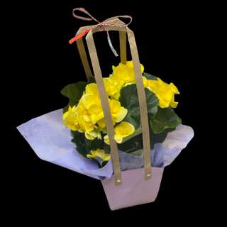 Begonie Galbena Medie