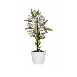 Dendrobium Blanca 2 Varas