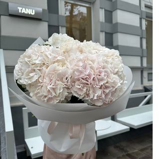 7 гортензія 