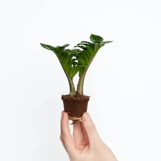Zamioculca "Zenzi" Mini