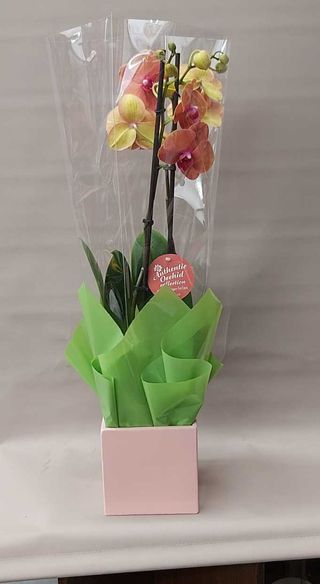 Orhidee phalenopsis  roz