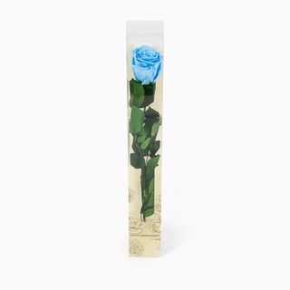 Rosa Azul Bebé Preservada