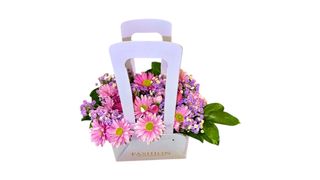 ვარდისფერი ქრიზანთემა