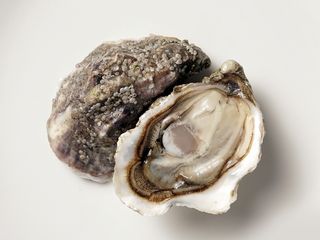 Устриця Середземноморська №0