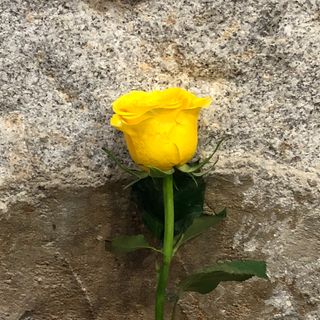 Rosa Amarilla