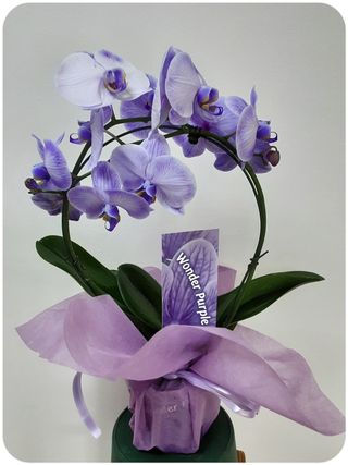 Orquídea Wonder purple