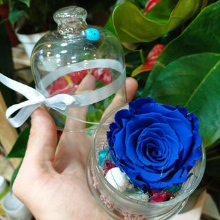Dehidrirana ruža u staklenom zvonu