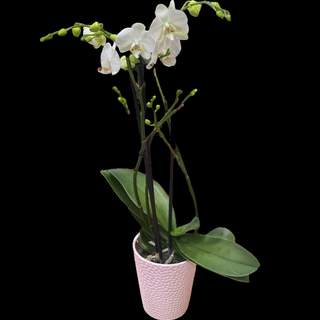 Orhidee Alba in vas ceramic