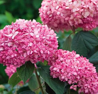 Ortensia grande