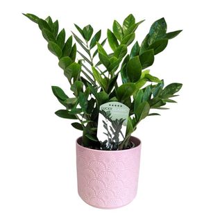 Zamioculcas (pomul banilor )