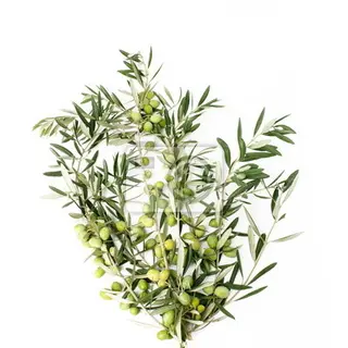 Ulivo 70 cm 30