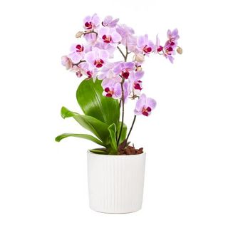  Orchidea mini w ceramicznej donicy 