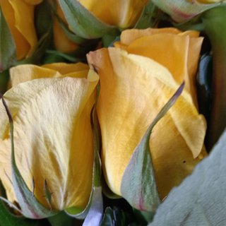 Ramo de rosas amarillas 