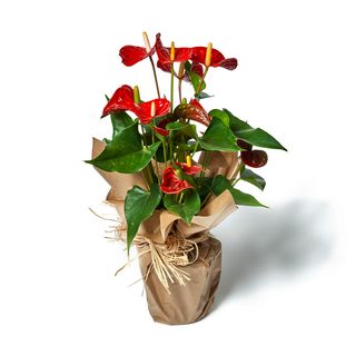 Anthurium